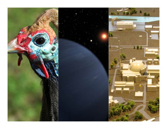 Sex, birds and radiation