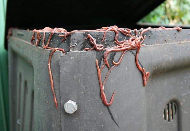 Compost worm squirm