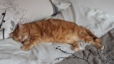 Sleeping with pets will not kill you