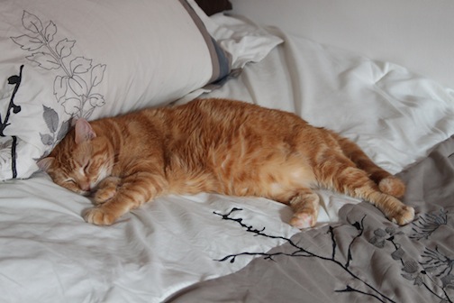 Sleeping with pets will not kill you