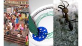Pilgrims, drawing machines, and ants galore