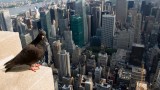 Rehabilitating New York City's wildlife