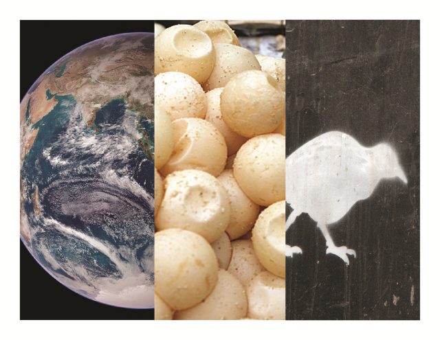 Basking embryos, pale kiwi, and Paleo-Earth