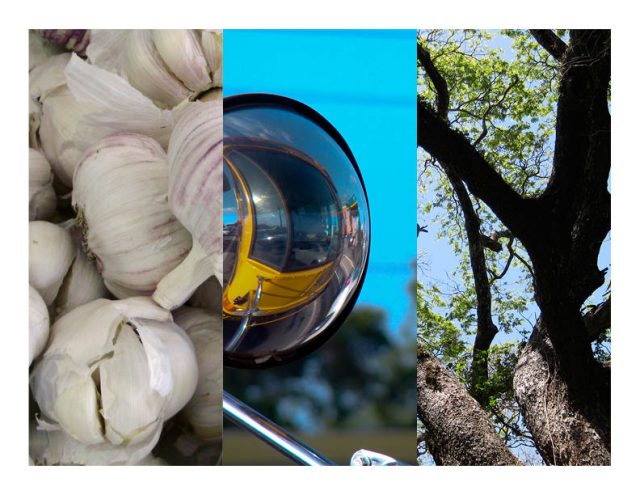 Garlic, space-time and foliage