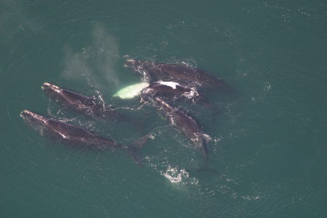 North Atlantic Right Whale » Scienceline