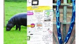 Pygmy hippos, bike locks, and how to tell stories about hippos and bike locks