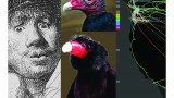Buzzing buzzards, tracking trash, and seeing in 2D
