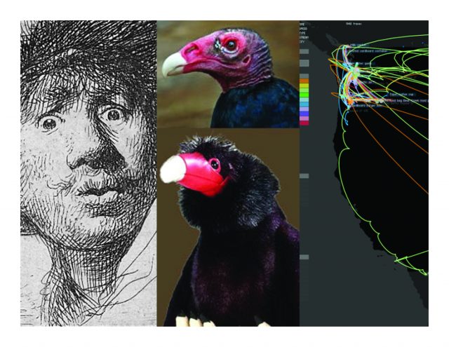 Buzzing buzzards, tracking trash, and seeing in 2D
