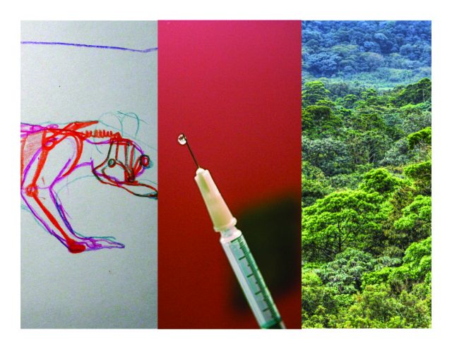 Rat memory implants, vaccines, and uncontacted Amazonians