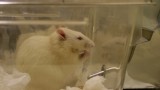 Rat chat