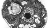 Evolutionary conundrum of the day: Single-celled organisms kill themselves