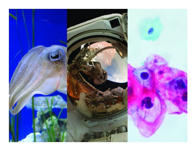 Viruses, master camouflagers, and the "right stuff" for space