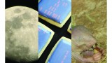 Moon trees, magical mole rats, and some awesome videos