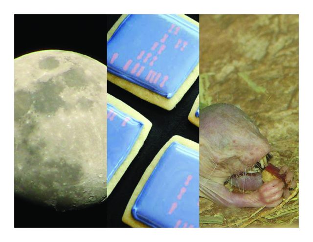 Moon trees, magical mole rats, and some awesome videos