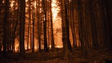 Forest for the trees?