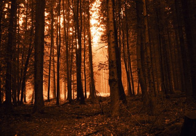 Forest for the trees?