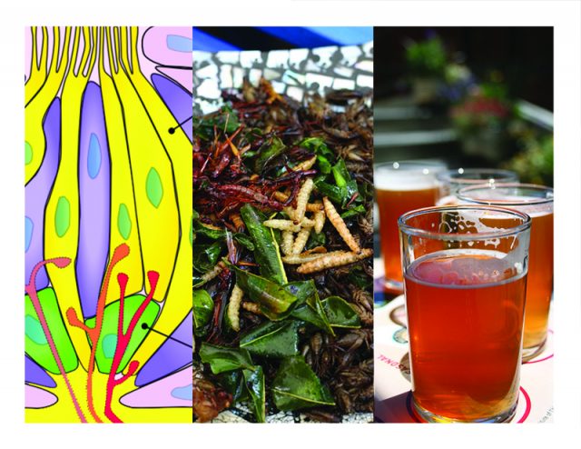 Buttered bugs, buds, and beer