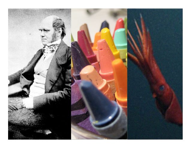 Darwin, crayons, and squid sperm