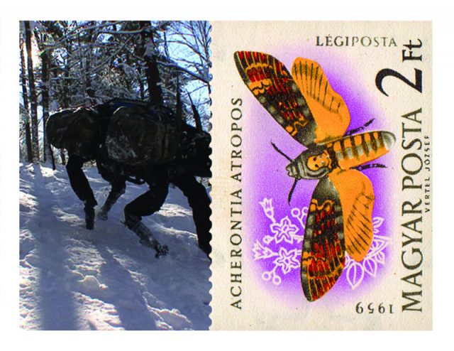 Magic mushrooms, robotic dogs and a very scary moth