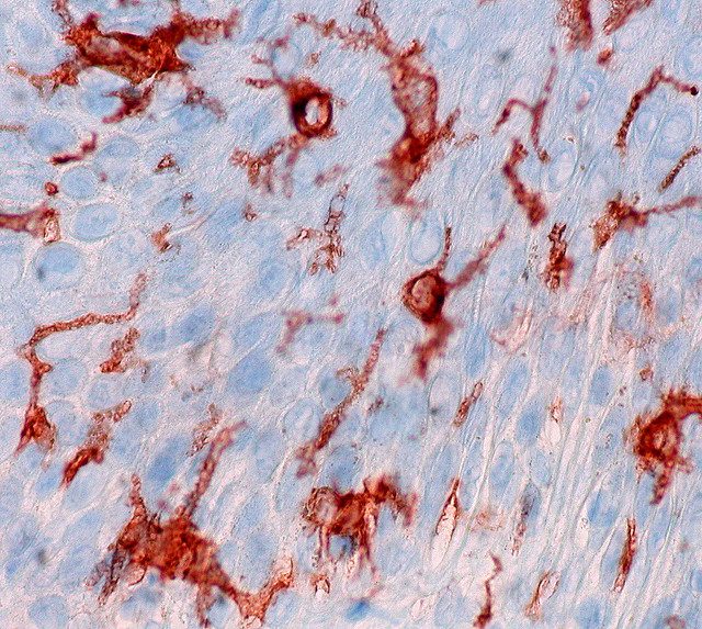 Immunologists win big in this year’s Nobel Prize for Physiology or Medicine