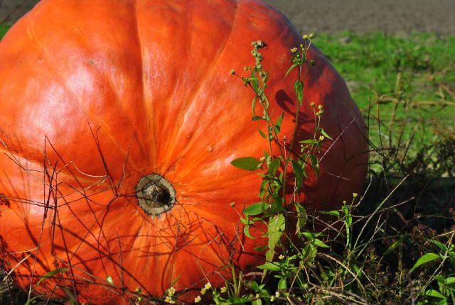 Pumpkins of supernatural size