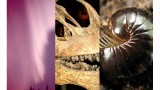 Wandering whales, millipede mating, and sightseeing sauropods