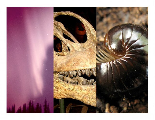Wandering whales, millipede mating, and sightseeing sauropods