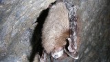 White-nose syndrome is threatening North American bats