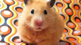 The chronology of chronobiology, courtesy of hamsters
