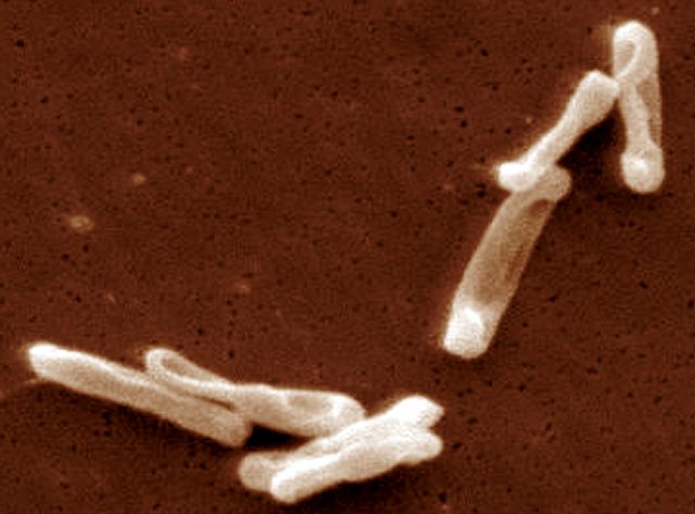 Fecal transplants: the scoop on therapeutic poop