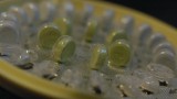 New birth control targets ovulation without hormones