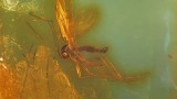 Of evolution and amber, mosquitoes and things