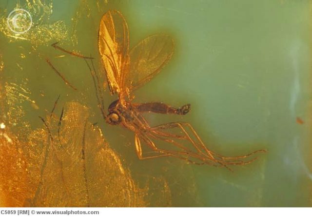 Of evolution and amber, mosquitoes and things