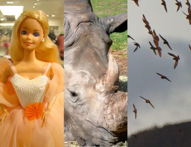 Flying rhinos, flocking birds, and Barbie brains