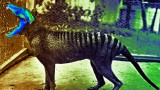Tasmanian tiger wrongfully hunted to extinction