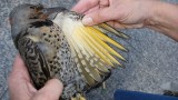Help for Chicago’s high fliers