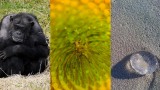 Chimps, spirals, and breasts