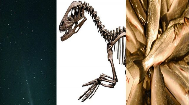 Comets, cannibalistic bears and Facebook