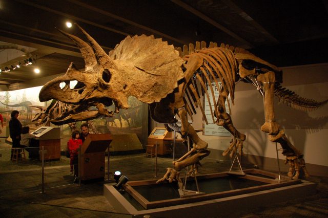One dinosaur too many?