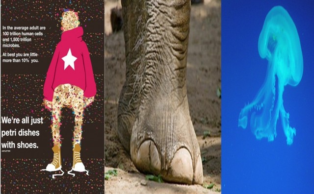 NPR, elephant toes and deep ocean shows