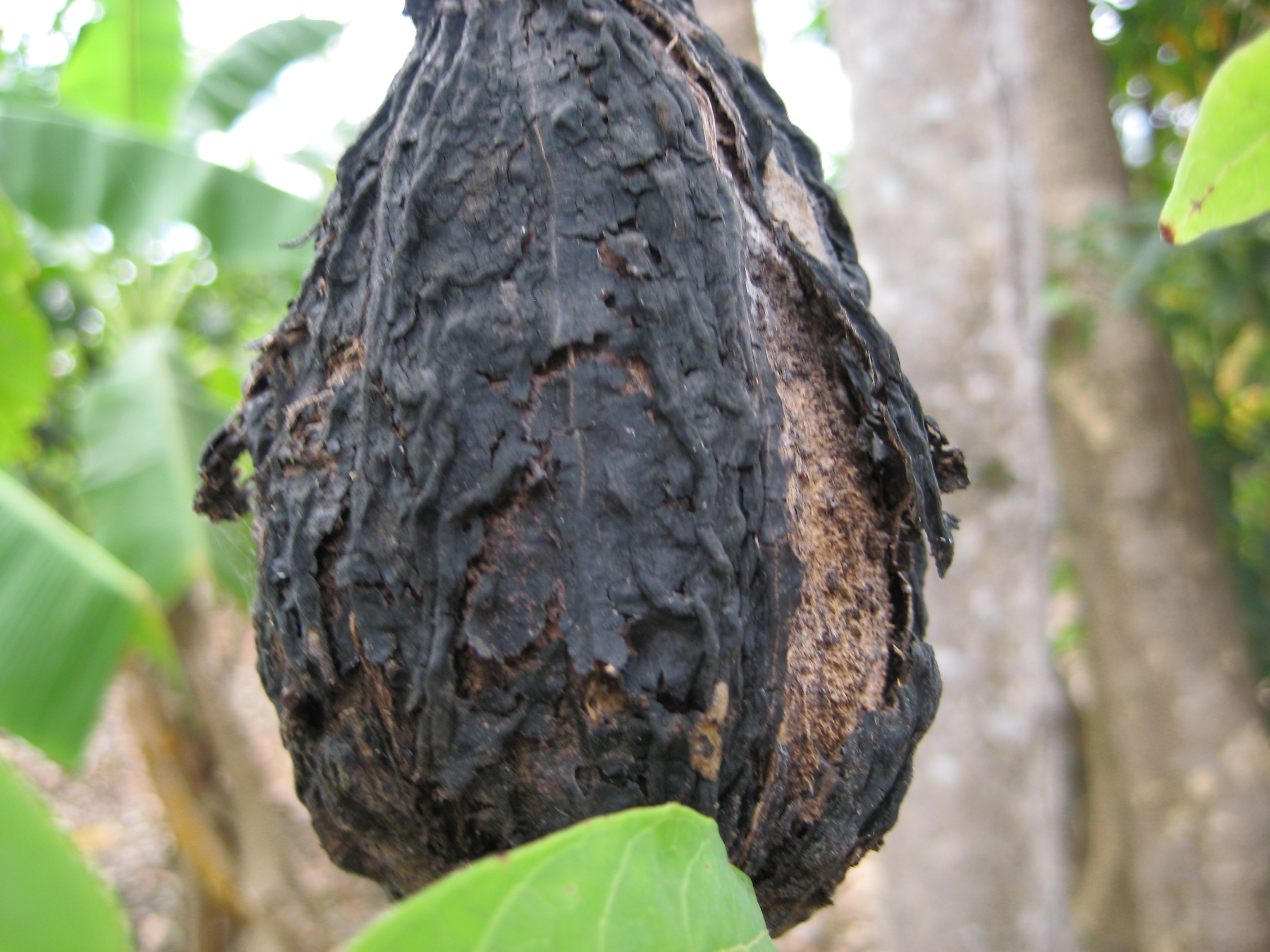 Black Pod » Scienceline