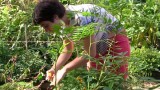 VIDEO: Sewing seeds