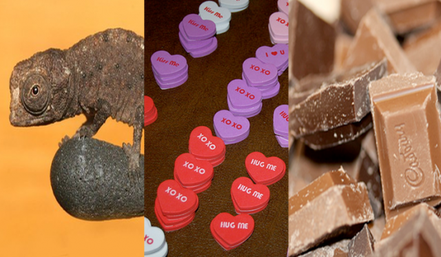 Dwarf chameleons, love vs. lust and CHOCOLATE