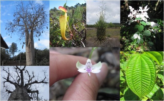 Want to discover a new species? Become a botanist.