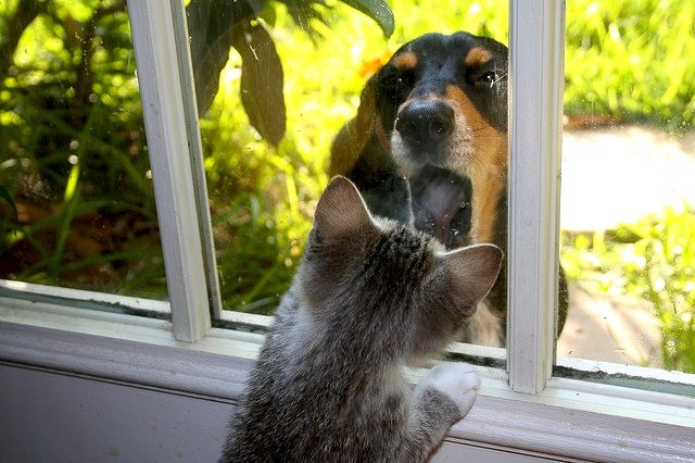Here's the thing with cats and dogs...
