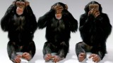 The state of Tennessee versus the theory of evolution