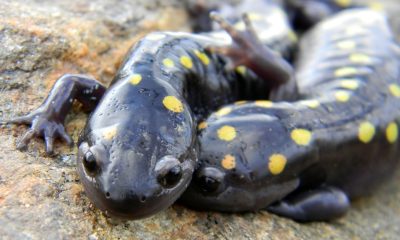 Just a salamander couple. No big deal.
