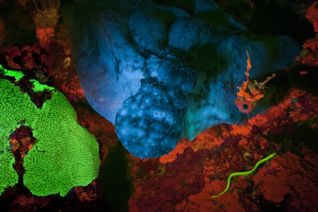 Night diving by coral light