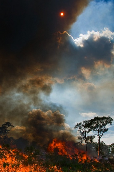 A controlled burn darkens the mid-day sun. [Image credit: Reed Bowman]