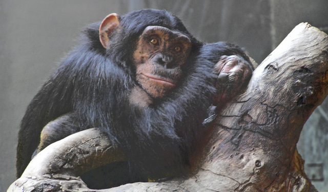 Chimpanzee justice